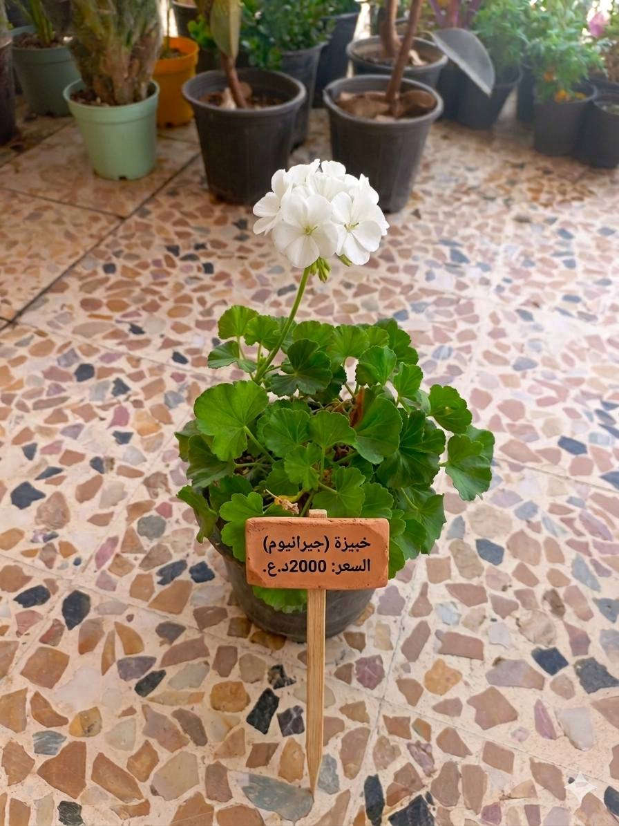 الجمال صار قريب عليكم! 🌸
أنواع مختلفة من نباتات الظل والزينة متوفرة الآن بأسعار تنافسية تناسب الجميع (تبدأ من 1000 إلى 10,000 دينار فقط). زورونا واختاروا اللي يعجبكم..

​✅ خدمة التوصيل متوفرة لكافة أحياء الموصل! 🚗💨

يعني وين ما تكون بالموصل، نباتاتك توصلك لحد الباب.

​ولا تنسون، عدنا مجموعة كبيرة ومتنوعة من باقي النباتات موجودة على صفحتنا، تكدرون تتصفحون الصور وتشوفون كل الأنواع المتوفرة حالياً! 🌿✨

​📍 الموقع: الموصل / حي التأميم / قرب المستوصف.

حيّاكم الله! ❤️


**إذا كنت صاحب هذا الإعلان وتريد حذفه لأي سبب، رجاءا أرسل رسالة إلى الدعم الفني**