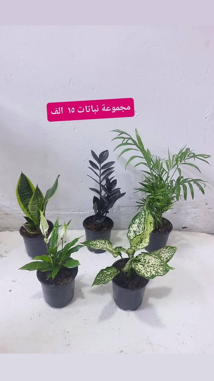 نباتات طبيعية للبيع هولنديه يوجد توصيل جميع محافظات


**إذا كنت صاحب هذا الإعلان وتريد حذفه لأي سبب، رجاءا أرسل رسالة إلى الدعم الفني**