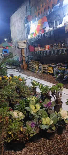 تم وصول وجبه من النبتات مـشـتـل دومـيـز ♦🔥انتضرو العروض🤍🔥🔹
شكراً لاختياركم #مشتل_دوميز
جـمـال حـديـقـتـك🖤 يـبـداء مـن مـشـتـل دومـيـز🌳
♦#....بيش يبيعون اني ارخص.منهم💪
♦ العرض مستمر لحين.انتهاء الكميه💥💥💥💥
          💞#مشتل_دوميز💞
♦موصل الايسر •حي الساهرون
♦🔥🖤━شارع_✘✘_المولدات━🩵🔥
       موصل الايسر #حي_الساهرون شارع المولدات
♦✧════•❁❀❁•════✧
للحجز والاستفسار واتساب فايبر
♦***********
✧════•❁❀❁•════✧
متوفر توصيل داخل #الموصل_الحبيبه🩵🫂
♦***********واتساب فقط

#مشتل_دوميز #نباتات_منزلية #نباتات_داخلية #تجهيزات_زرع #نباتات_الموصل #ديكور_نباتي #عشاق_النباتات #نباتات_ظل #نباتات_زينة #موصلنا_خضرا #نباتات_للبيت #تنسيق_نباتات #هدايا_خضراء #نباتات_وعناية #AL_MOSUL
