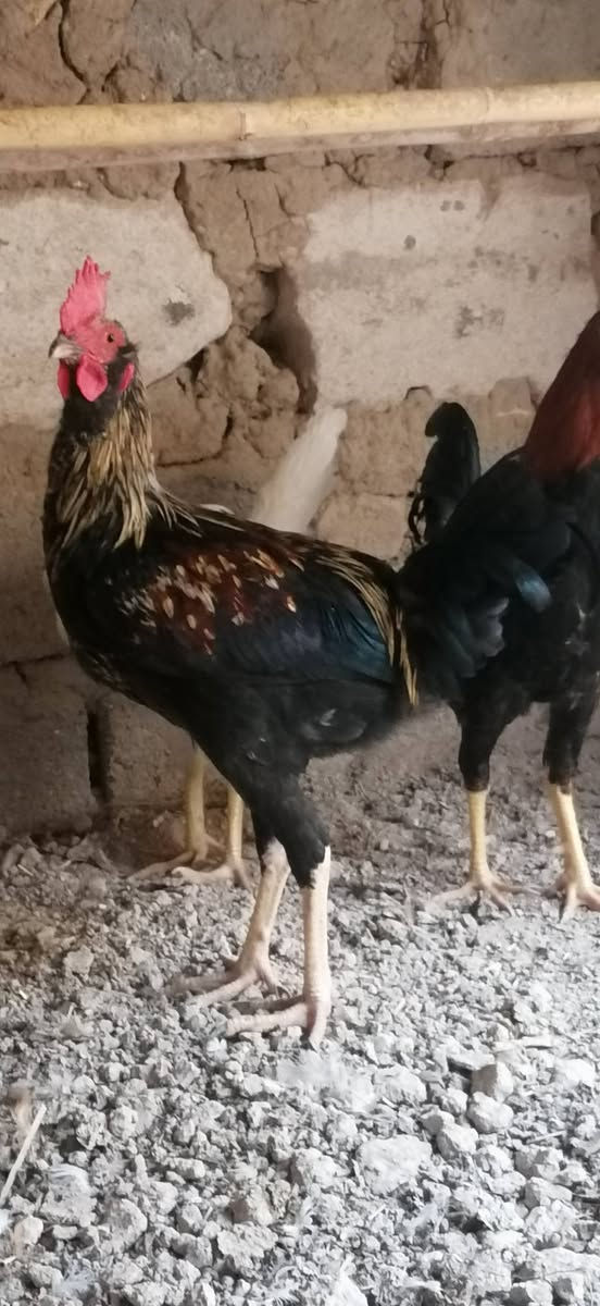 السلام عليكم متاح دجاج عرب بياض 3 وديوجة عرب عمر 6 أشهر عدد 3 القرنة بني منصور مزرعة اي إستفسار خاص وتدلل


**إذا كنت صاحب هذا الإعلان وتريد حذفه لأي سبب، رجاءا أرسل رسالة إلى الدعم الفني**