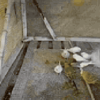 طيور حب • ١٣ زوج • تكريت حي الشهامه