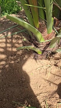 فسائل نخيل • برحي • البصرة