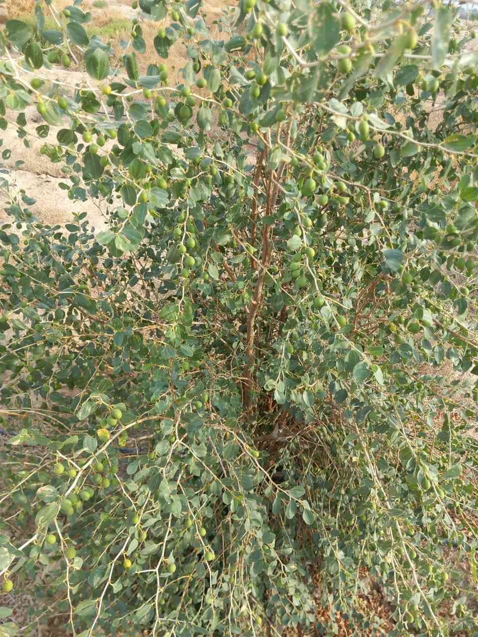 السلام عليكم
مزرعه البيع 8 دوانم
المزرعه بيها رتواز او بيها خط كهرباء
مزروعه 200 سدره شهر 3 كلهن يطعمن 
 ان شاالله 
سعر 35 بيها مجال 
مكلف بل النشر 
***********
