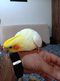 كنبة • للبيع • السليمانية