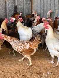 دجاج عرب • دجاج للبيع • فراخ للبيع • طيور للبيع • دواجن للبيع • بيع دج...