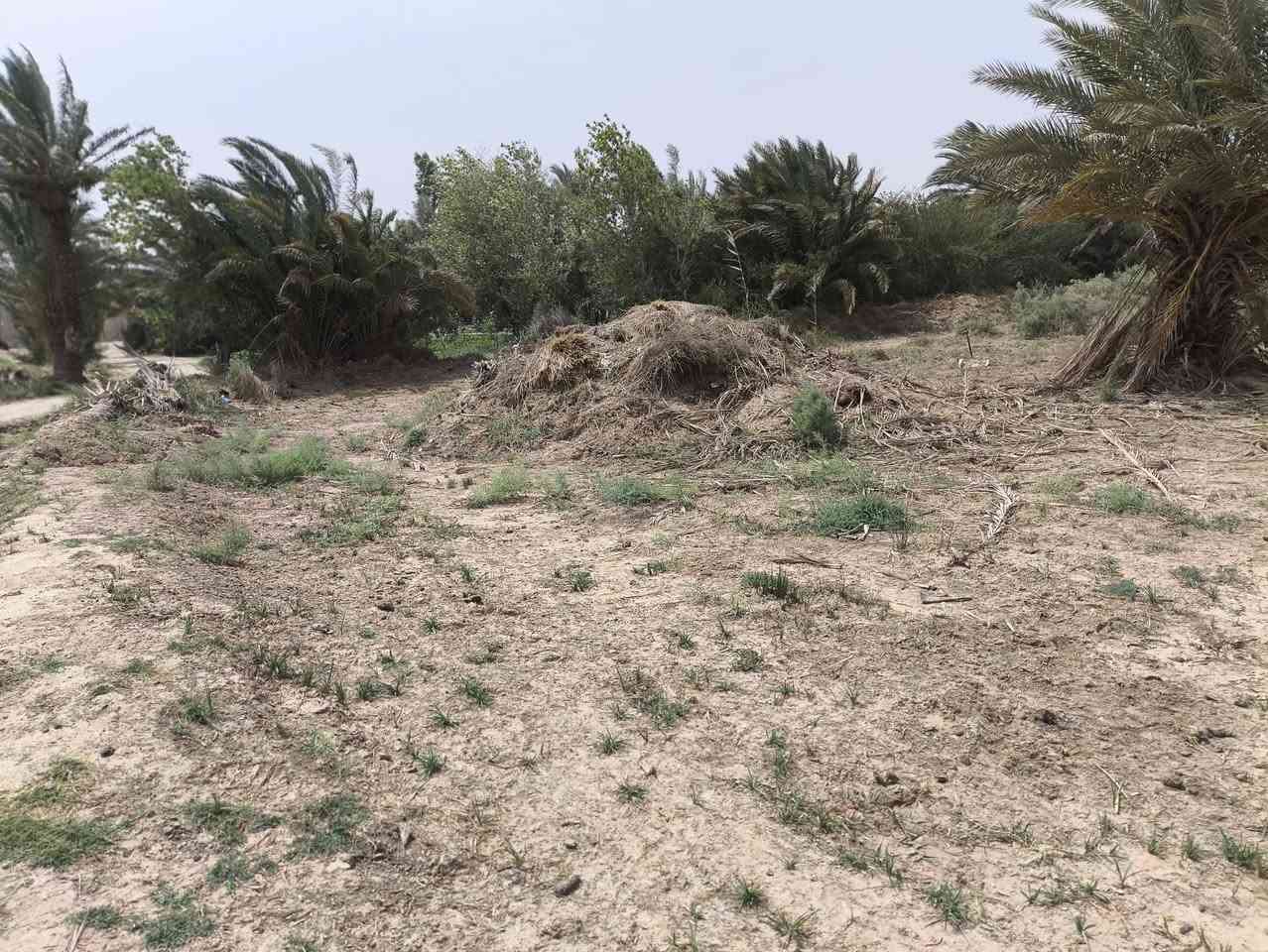 قطعه ارض عقد زراعي سعر مناسب 🟥 مساحته 1250 متر العرض 13متر ونزال 120متر موقعه على الشارع السياحي بين الملاحه والسدير  قرب معمل الماي مالت الساده الاميال 
متوفره كامل الخدمات ماي اساله ولزراعه كهرباء تبعد عن التبليط 100 قطعه كلش حلوه لتواصل *********** او خاص
