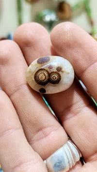 داودي • يمني • طبيعي