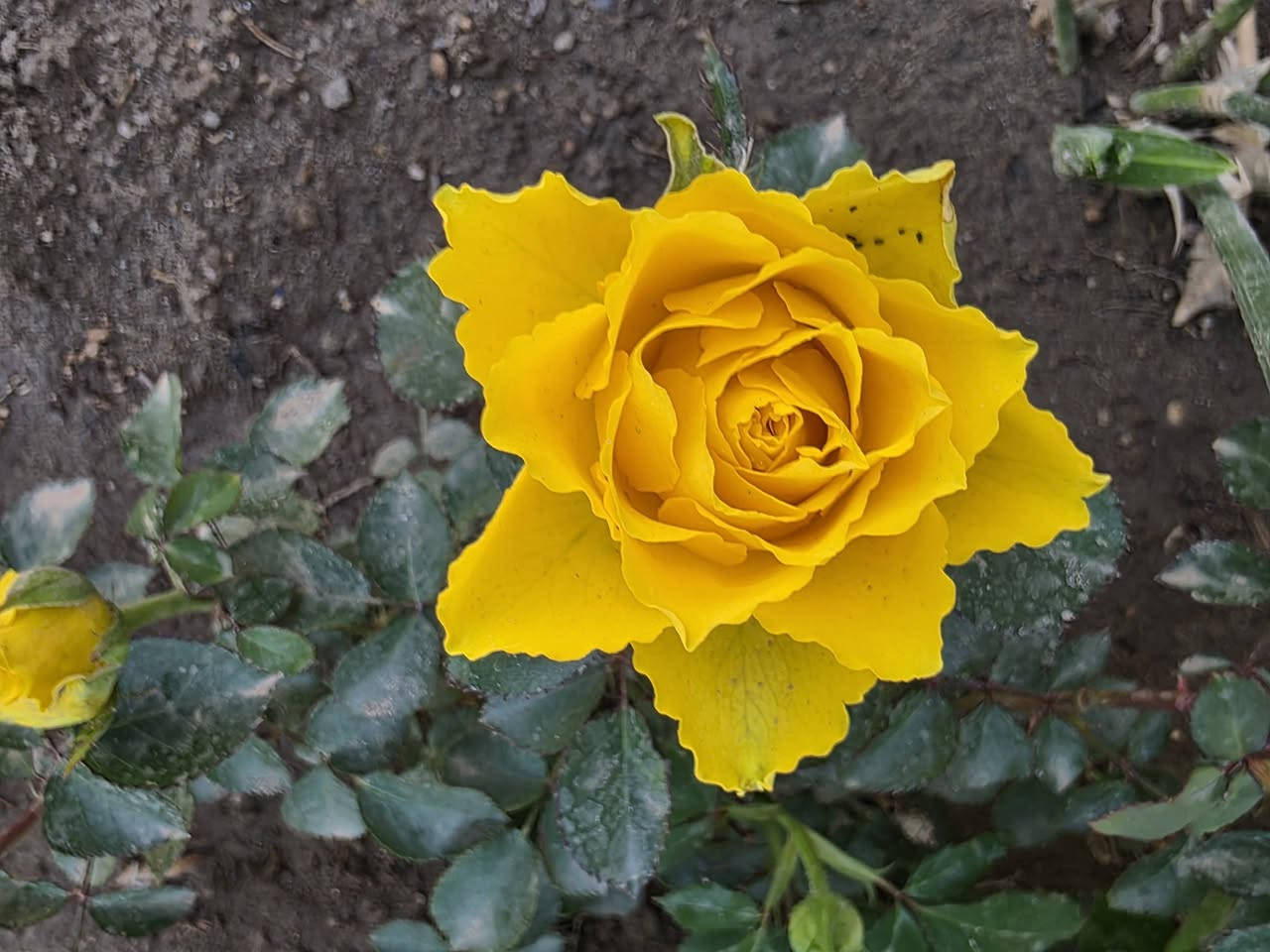 اللهم صل على محمد وال محمد 
🌸 الألوان المميزة والغريبة… يمنا!
إذا تحب التميز بحديقتك ، وفرنا لكم شتلات بألوان نادرة وجذابة تضيف لمسة جمال مختلفة.
نباتات مختارة بعناية، وألوان ما تشوفها بكل مكان.
🌿 تعال واختار الشتلة اللي تعجبك
لأن الجمال الحقيقي يبدأ من مشتلنا 
العنوان السدة حي البكر شارع دبي مقابل الكوريش 
للاتصال ***********_***********
