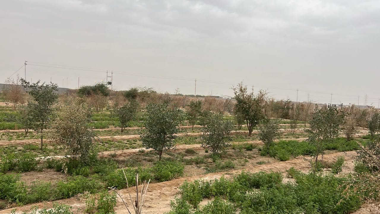 مكلف بالنشر هذا رقم راعيه *********** مزرعة 4 دوانم مسيجة بلوك بية مشتمل غرفة ومطبخ وحمام وبية بئر ارتواز عدد 2 وبية 700 سدرة وبية نخل تقريباً 100 نخلة وبية باقي الأشجار مثل الكاربس مكانه تجاري تبعد عن التبليط مسافة 30 متر شارع الغاز من الخور الكورية ويربط بشارع سفوان زبير مكان جدا راقي وجيران طيبين تفاصيل اكثر أتصل لاتجي خاص
