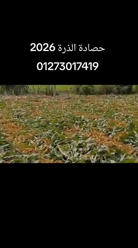 🌽 عندك أرض ذرة كبيرة؟والعمالة كل يوم سعرها يزيد؟ 💸
ليه تتعب نفسك وتخسر وقت؟!الحل مع حصادة الذرة 🔥🚜

✔️ ضم أسرع✔️ تكلفة أقل✔️ إنتاج أعلى✔️ توفير في العمالة والمجهود

لو عايز تخلص شغلك بسرعة وكفاءةالفيديو ده معمول مخصوص ليك 👌🚜 ضمامة واحدة… شغل طول السنة 🔥🌾

مش للذرة بس!دي ماكينة توفر عليك موسم كامل 💪

✅ بونيكام✅ رز✅ قمح✅ برسيم حجازي✅ وحصاد بأعلى كفاءة

⚡ سرعة في الشغل⚡ توفير في العمالة⚡ تقليل وقت ومجهود⚡ أداء قوي في كل المحاصيل

بدل ما تشتري أكتر من ماكينة…هات الضمامة اللي تشتغل معاك في كل موسم  للطلبات والاستفسار ٠١٢٧٣٠١٧٤١٩
الاولويه لاسبقيه الحجز


**إذا كنت صاحب هذا الإعلان وتريد حذفه لأي سبب، رجاءا أرسل رسالة إلى الدعم الفني**