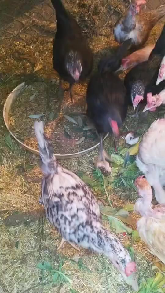 السلام عليكم ورحمه الله وبركاته
متاح فقط بيض لتفقيس دجاج مو للبيع بيض جمع جديد من نفس هذا الدجاج 

للحجز تواصل خاص 

يتوفر توصيل حسب الاتفاق

مكان قضاء عانه


**إذا كنت صاحب هذا الإعلان وتريد حذفه لأي سبب، رجاءا أرسل رسالة إلى الدعم الفني**