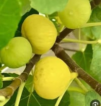 تين ديانا • مشتل العلوان • بصرة المدينه