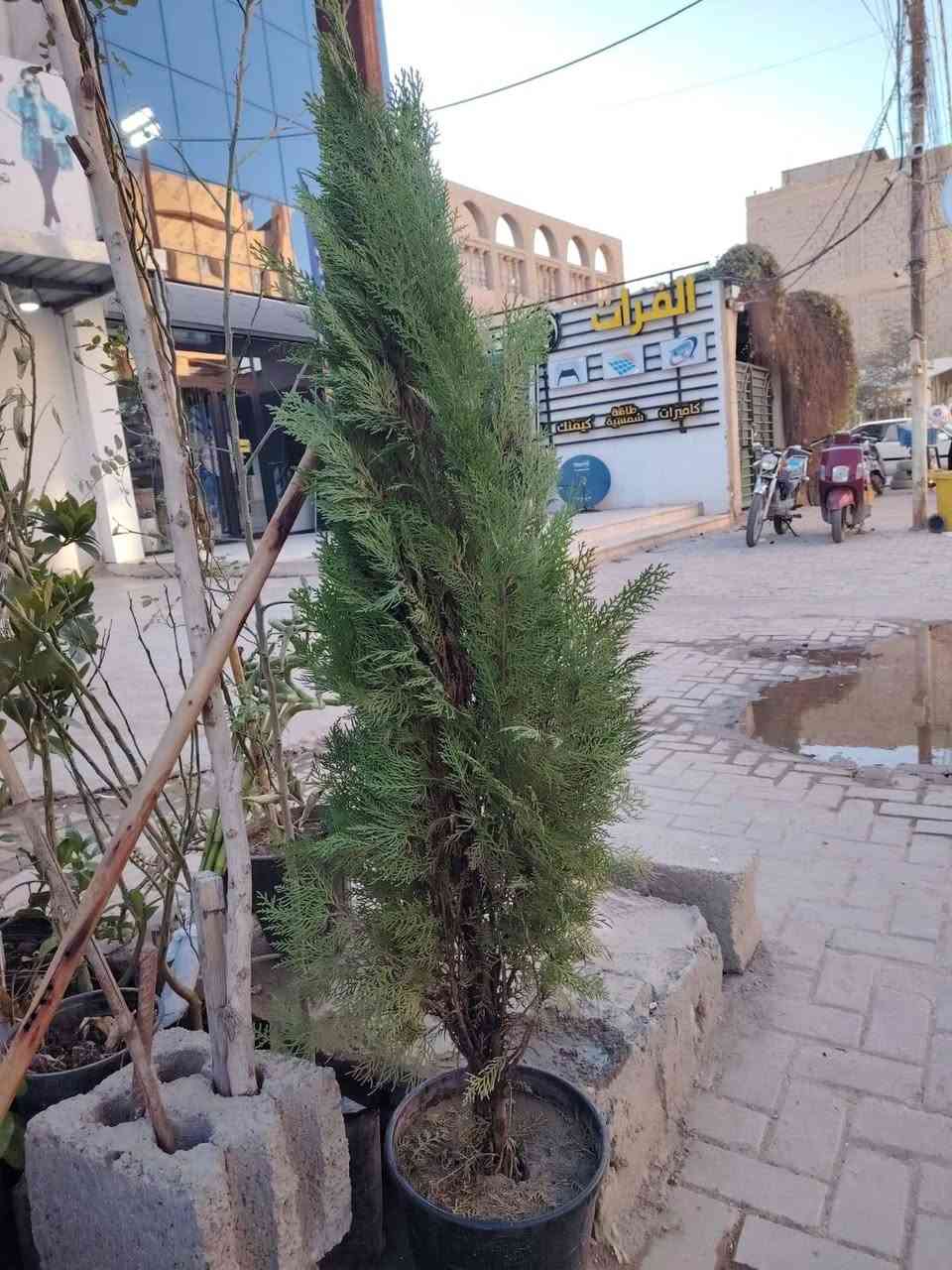 مسواك جديد في مشتل كاظم الطائي من الضليات والخارجي ونفضيات (عرموط وتين بني مسلم ابيض واسود  وتفاح مشمش وخوخ وتكي ) وحمضيات(برتقال ونومي حامض ولالنكي رارنج ) العنوان المسيب لشيوخ قرب عمارة الدولفين امام مركز لميس فرع الاول مجاور مركز الفرات


**إذا كنت صاحب هذا الإعلان وتريد حذفه لأي سبب، رجاءا أرسل رسالة إلى الدعم الفني**