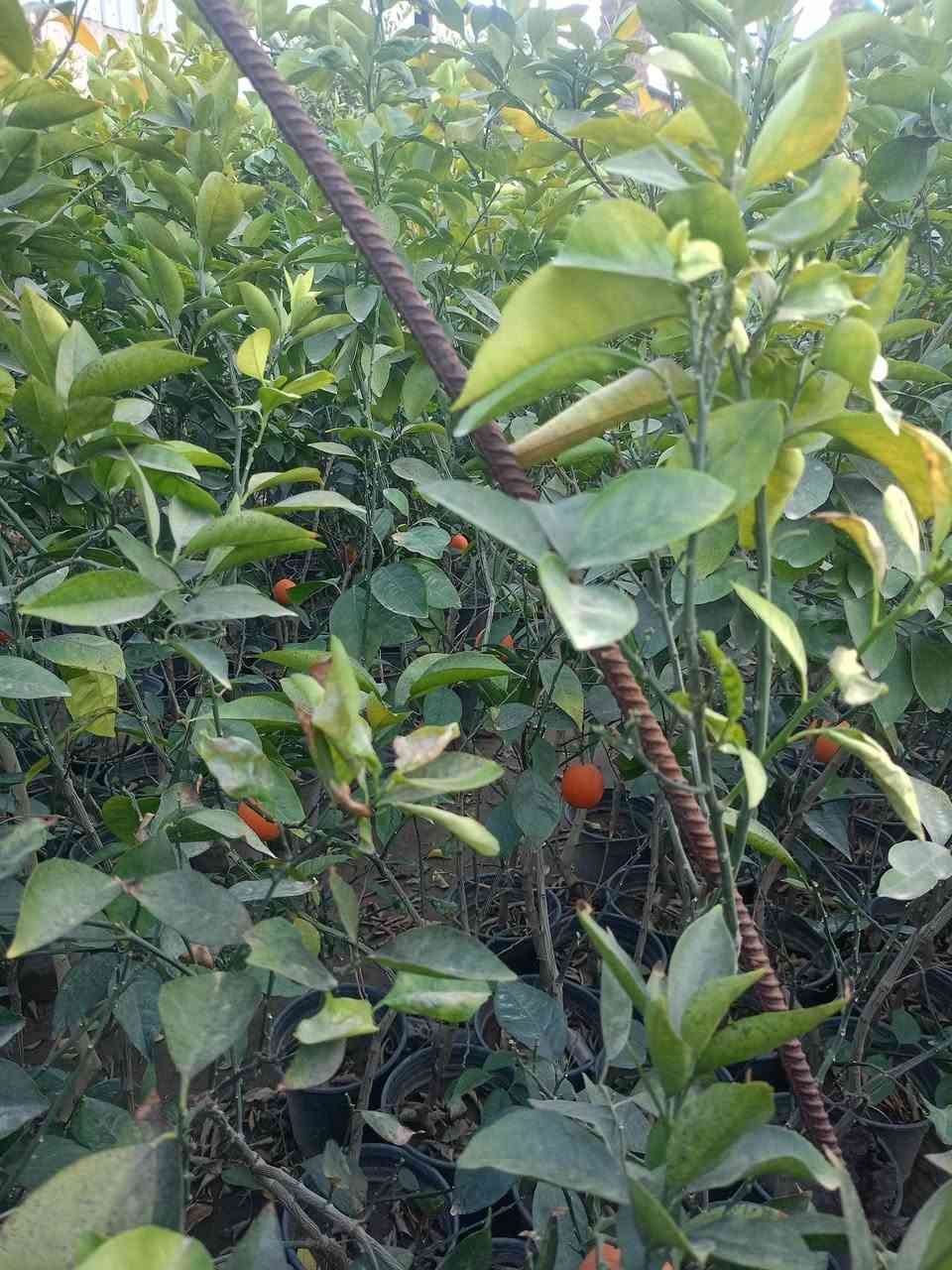 مشتل كرار الزراعي           الاسعار جمله فقط
يتوفر كميه محدوده من الحمل الثمر 

برتقال عراقي  حجم سندان 24 عود جبر تطعيم ع اصل نارج ضمان 💯% وليس ع  جويفه الحمل واضح سعر 7000

موجود تنك العمر 5سنه حامل الثمر سعر سعر 14٫000

نومي حامض  سندان سعر 7000
لالنكي 5اصناف 8000
سندي 7000
برتقال دموي سندان سعر 8000

برتقال عراقي كيس ارتفاع شتله متر ونص سعر 3٫750
لالنكي عراقي كيس ارتفاع شتله مترونص واكثر 3٫500
نومي حامض عراقي كيس ارتفاع شتله مترين اله 3٫500
سندي عراقي كيس سعر 4٫500

تحياتي الكم احبتي متابعين 
العنوان بغداد الكريعات يم وقف سني 
واتساب ***********
