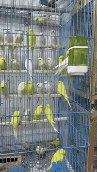 ياالله اللهم صلِّ على محمد وآل محمد 🌺
متاح خانات ♥ اقفاص بلابل جمله مفرد عنوانه بغداد الحريه  ..... توصيل موجود داخل بغداد والكروه حسب المنطقه الاتصال***********///////‏‪***********
