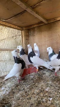 حمام العليل • ٣ للبيع • زوج