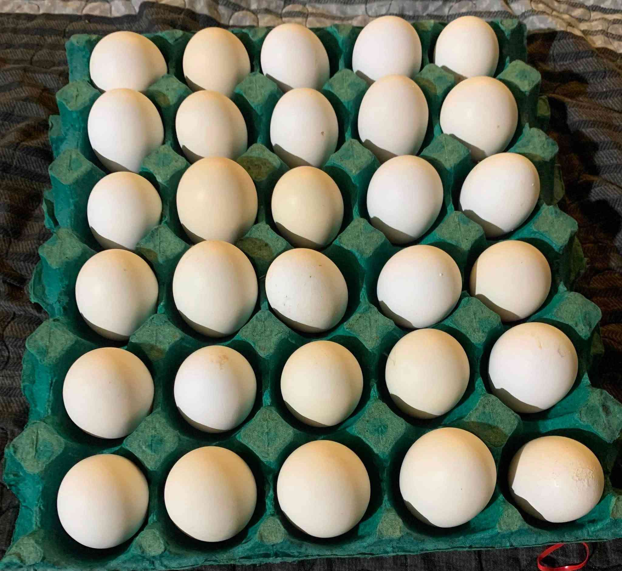 عرض اليوم ولفترة محدودة 

********  

متوفر 🥚🥚 تفقيس فيومي فضي 
من ذني امهات بصور اسفل المنشور ⬇️

سعر طبقة20 الف 

طبقتين 35 

مدة الخزن يوم واحد     بتاريخ 2026/7/3 

**************

 العنوان  النجف الاشرف /الكوفة -منطقة علوة الفحل 

للستفسار والحجز المراسلة على خاص الحساب


**إذا كنت صاحب هذا الإعلان وتريد حذفه لأي سبب، رجاءا أرسل رسالة إلى الدعم الفني**