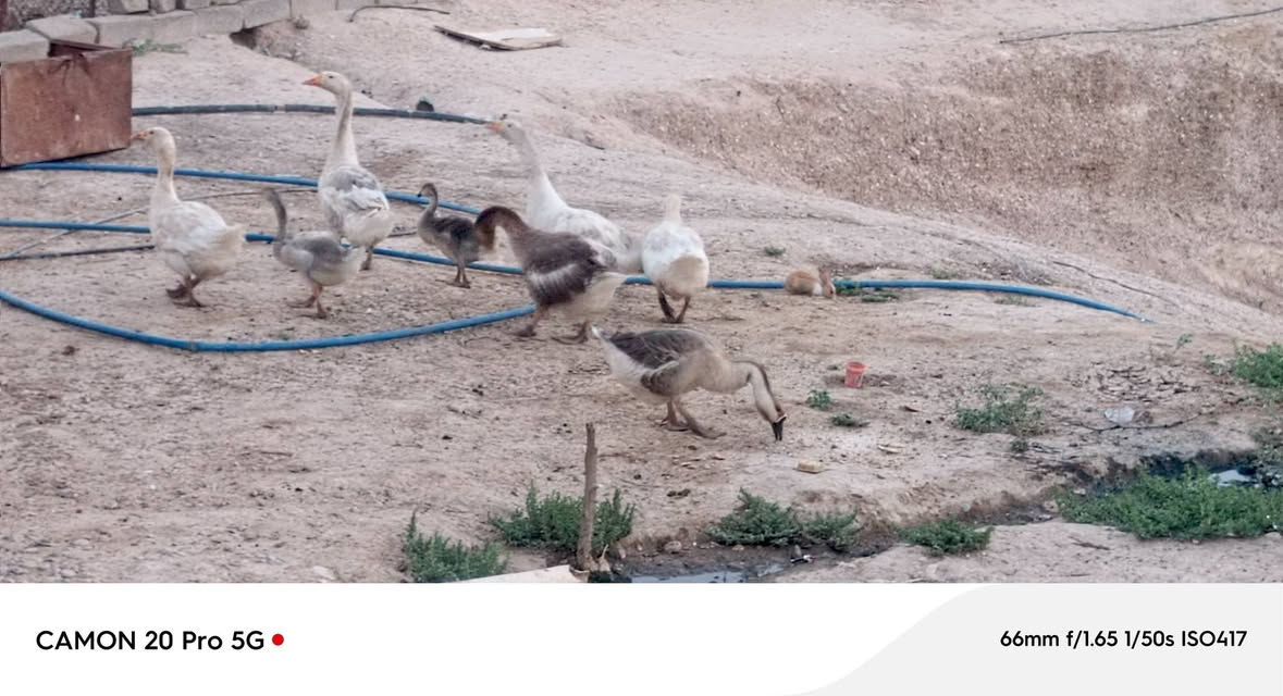 موجود وز للبيع سعر الزوج 55 وبي مجال العدد 6 مع ثنين مخاليف
للاتصال ***********
