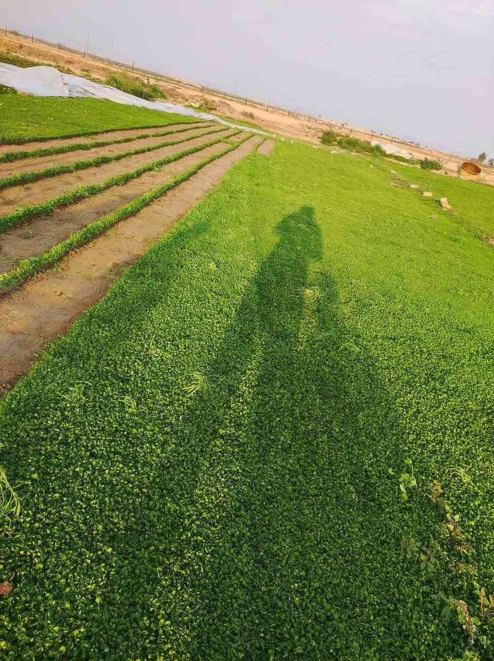 يوجد لدينا كافه انواع الثيل الطبيعي
🎄هندي🎄 
🎋فرنسي🎋 
🎄إيطالي 🎄
🎍إنكليزي🎍 
🎄أمريكي🎋 

انتاج خاص بمزارعنا
حيث الجودة والسعر المناسب 

☘ثيل طبيعي نوعية ممتازة🍀 مناسب للاستخدام في ( المنازل🌳_ الحدائق🌳_ الملاعب🌳_ الدوائر🌿) 

#انتاج_خاص #شكل_مثالي  #سعر_تنافسي

✨ سعر المتر يختلف للكميات ✨

يوجد خدمة توصيل لجميع محافظات العراق 
ملاحظة : التوصيل مجاني ❤️

- تتوفر لدنيا كل انواع الثيل وباسعار تنافسية

للحجز والاستفسار يرجى الاتصال على الرقم ادناه 
***********                     
تحياتي للجميع
