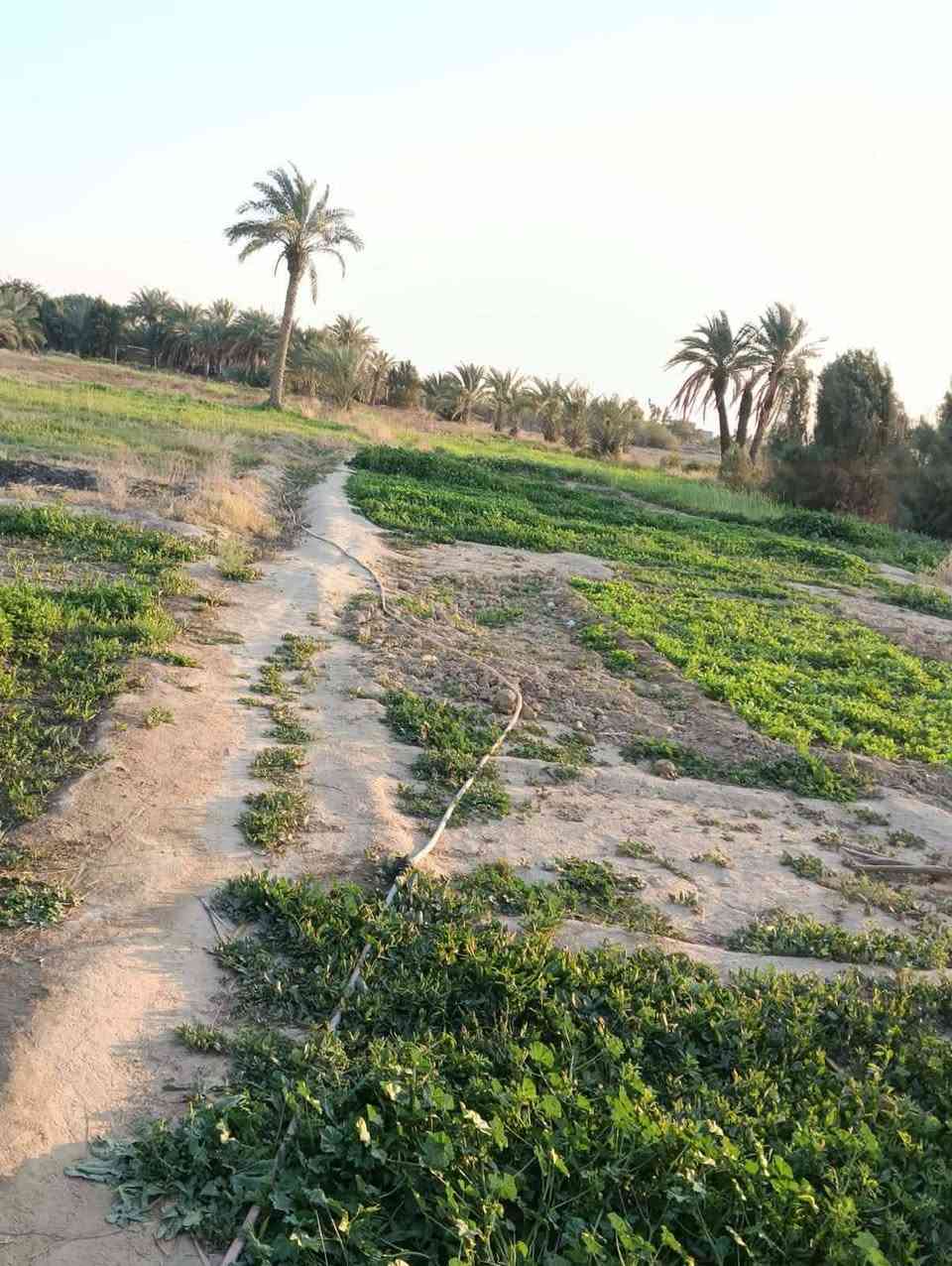 السلام عليكم  اربع دونمات لبيع بقضاء عفك مكان خان لفته على توزيع جديد مال مياحي بنهايه تبليط متوفره كل خدمات ماء كهرباء تبليط يبعد عنه ٢٠ متر  مولد شارع طابو زراعي سند ٢٥  اارض  بيه مضيف اساسه كونكريت  طوله عشر امتار  بيت ما بيه. بيه خان حلال  بيه ٧٥ نخله  ارض حلوه. مستطيله  تبعد عن سوك عفج دقيقتين  ارض مشروع   او استثمار حقول  او مخازن  او سكن   ارض مو شرط تباع كله الي يريد دونمين هم يبعونه  عادي  بس سعر يختلف ٠

للتواسل علق ب كلمة تم اجاوبك


**إذا كنت صاحب هذا الإعلان وتريد حذفه لأي سبب، رجاءا أرسل رسالة إلى الدعم الفني**