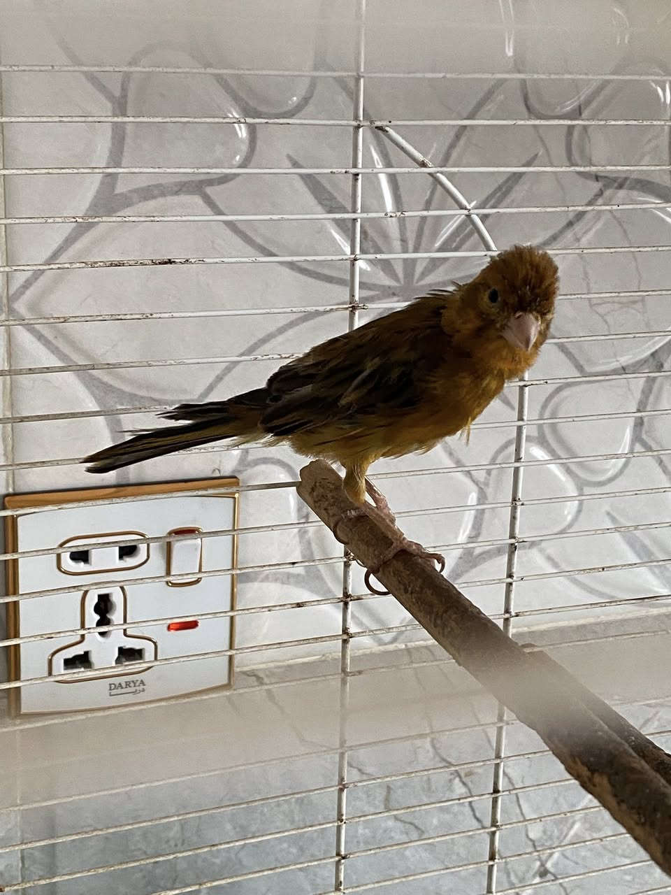 زوج كناريات زنجاريات الطيره بيضت البارحه  الفحل فول انتاج عراقي مو مستورد مكاني العلم 
***********
*********** السعر ١١٠ الف مع كافه الملحقات
