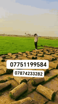 تخفيضات 🫢 تخفيضات 🫢لفترة محدوده باسعار ثيل ديالى الطبيعي 🏡
أهلاً بكم في مجموعه مزارع ديالى لثيل الهندي الطبيعي 🌿🌱
 نقدم لكم افضل انوع الثيل الطبيعي عالي الجوده يتحمل كافه الضروف البيئية.🌦️🌞
دائم الخضرة🌿🌳 وباسعار تنافسيه وعروض مميزة ☘️❤️
#مستعدون لتجهيز وفرش الحدائق🏡 ودوائر الدولة🏡والمنازل🏡🏡
و تجهيز الملاعب🏟️ والمنتزهات بانسب الاسعار مع ضمان الجودة العالية في العمل👷👷

مع خدمة التوصيل خلال24ساعه🚛🚛
الاسعار 💵💸 تختلف حسب الكمية 
للاستفسار الاتصال على : 
او التواصل مع الصفحه عن طريق ارسال رسالة على الوتساب او الاتصال📞***********📱📱***********
