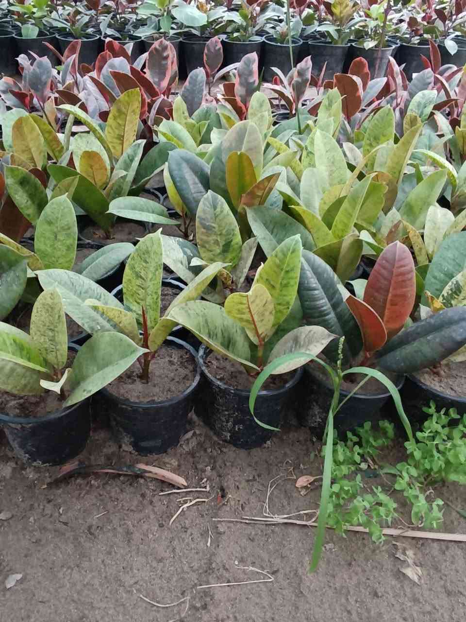 عرض خاص لأصحاب مشاتل الجملة 
يتوفر لدينا  مطاط مال تحويل  أنتاج عراقي 🇮🇶
✅️سعر 1250 ألف وربع  جملة فقط
للاستفسار اتصال على الرقم 
📞***********
📍العنوان // بغداد _ الكريعات 
#مشاتل #مطاط #زراعة #بغداد 
#مشتل_حجي_لؤي
