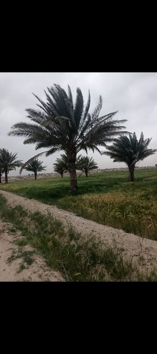 للبيع – أرض مميزة في بغداد / أبو غريب

للبيع أرض بمساحة 2 دونم ونصف في بغداد – أبو غريب – منطقة اسميلات، بموقع مميز قرب ثانوية الحدباء.

✅ تصلح للسكن أو لإنشاء مزرعة.
✅ موقع هادئ وقريب من الخدمات.
✅ فرصة مناسبة للاستثمار أو السكن.

📞 للاستفسار والتواصل:
***********
