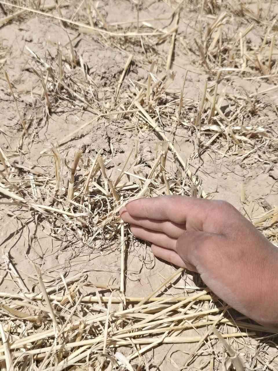 الي يريد حصاد عدنة اربع دراسات تنزيل فول وفلوس نقد السعر 10مرشة 15جوالي  رقم الهاتف *********** والله حي الكرابة
