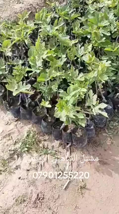 🌿📢 إعلان مميز من مشتل الشاهين الزراعي 📢🌿

متوفر الآن لدينا شتلات التين بأصناف مميزة ومجربة في أجواء العراق 👇

🍃 تين براون التركي
✔️ ثمار كبيرة وطعم حلو مميز
✔️ إنتاج غزير وتحمل ممتاز للحرارة
✔️ مناسب للزراعة المنزلية والمشاريع التجارية

🍃 تين عبيد السعودي
✔️ من أفضل الأصناف تحمّلًا للحر والجفاف
✔️ ثمار ذات جودة عالية وطعم لذيذ
✔️ إنتاج ثابت وقوي

💰 الأسعار تبدأ من:
5,000 دينار عراقي ولغاية 10,000 دينار حسب حجم الشتلة والعمر

🔥 خصم خاص ومميز لأصحاب المشاتل والمشاريع الزراعية 🔥

📍 متوفر في فرعينا:
الدورة — مقابل علوة الرشيد قرب شركة دجلة للمشروبات الغازية
أبو غريب — خلف بانزين خانة جوهرة العدنان

📞 للحجز والاستفسار:
***********
***********

🌱 شتلاتنا مختارة بعناية ومجربة ميدانياً لضمان أفضل إنتاج 🌱
🌿 أسرع واحجز قبل نفاد الكمية 🌿

