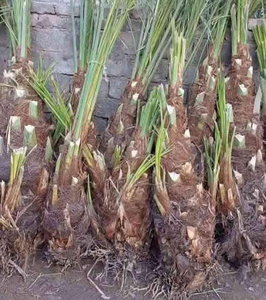 سلام عليكم يوجد لدينا فسال برحي أو مكتومي أو جبجاب او بريم أو بلكه أو جبجاب او قرفلي. او عجوت زهدي خستاوي شكره
رقم *********** وتساب متواجد بي وقت
