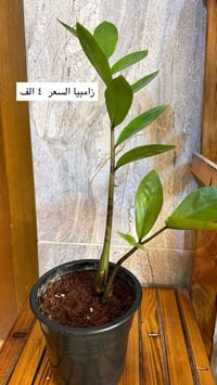 نباتات بيت • توصيل كركوك • أسعار مكتوبة