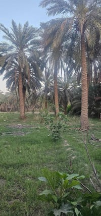 مزرعة للبيع دونمين ونص عنوانها ابي غرق منطقة المزارع على طريق الزوار م...