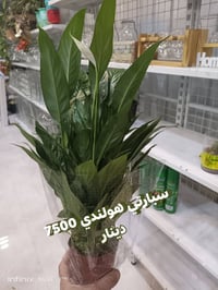 الرمادي العزيزية • شارع ميسلون • توصيل داخل الرمادي