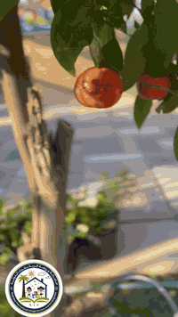 يوم جديد نملؤه تعلم وضحك ولعب جميل 💕😊للاستفسار اكثر يمكنكم التواصل مع رقم الادارة: ***********
متواجدين يوميا صباحا 
وكل الهلا بيكم ❤️
