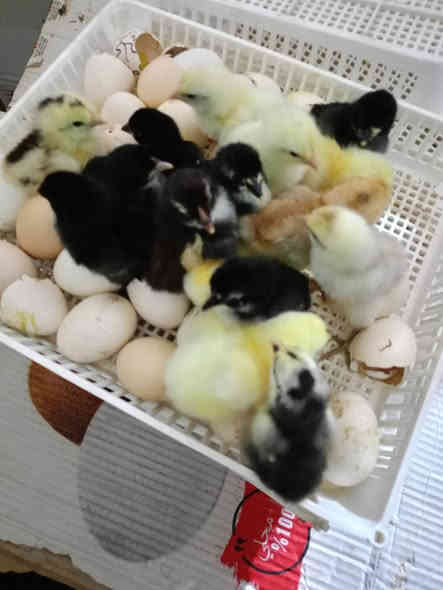 السلام عليكم 
#متاح فقاسه
جيموكه التركية غني عن التعريف 
120 بيضه  مستعمل موسم  نضافه فوول 
نسبه التفقييس خير من الله 
غراضه كامل اصلي مال شركه عدا المبخره 
س/ع/ر 600الف
مكاني تلعفر 
شراي يجي خاص 
***********
