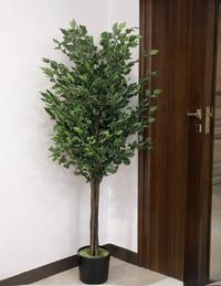 شجرة فيكس • جديد • ارتفاع ٢١٠سم