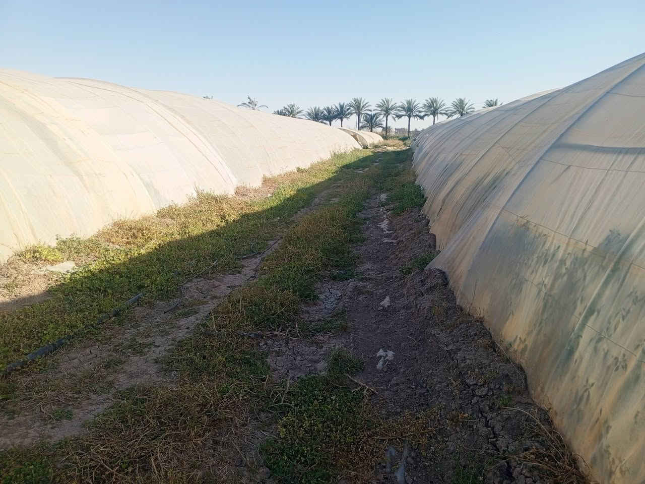 للبيع بيوت زجاجية عدد 2 بيوت مخصصة لزراعة الخيار والخضروات 🌱
✔️ الطول الرسمي 56  
✔️ العرض 9  
✔️ نايلون  أصلي 200 مايكرو  
✔️  
✔️ الحديد درجة النظافة ممتاز جداً  
✔️ النوعية الأصلية الأولى – الأردني الأول  
✔️ كاملات مع جميع مستلزماتها والحديد كامل
عنوان بابل جبله 

للناس اللي تعرف بالشغل الزراعي… هاي فرصة حقيقية للي يريد يبدأ أو يوسع مشروعه بأفضل المواصفات وبحالة ممتازة جداً 👌

الشغل مرتب وجاهز مباشرة، والنوعية تتكلم عن نفسها.

📞 للاستفسار والتفاصيل التواصل خاص أ
@إشارة ***********

