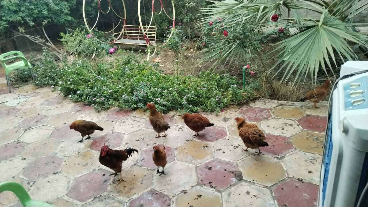 بيت للييع بي ٣ غرف كاملات والرابعه مخزن واستقبال ٩ متر ومطبخ اوبن مفتوح وصاله ٨ متر حمامات خارج ودخل وحديقه جبيره وكراج، مساحته تقريبن ٢٣٠متر
بشرع المعمل يم صورت الوائلي  السعر 65 مع مجال


**إذا كنت صاحب هذا الإعلان وتريد حذفه لأي سبب، رجاءا أرسل رسالة إلى الدعم الفني**