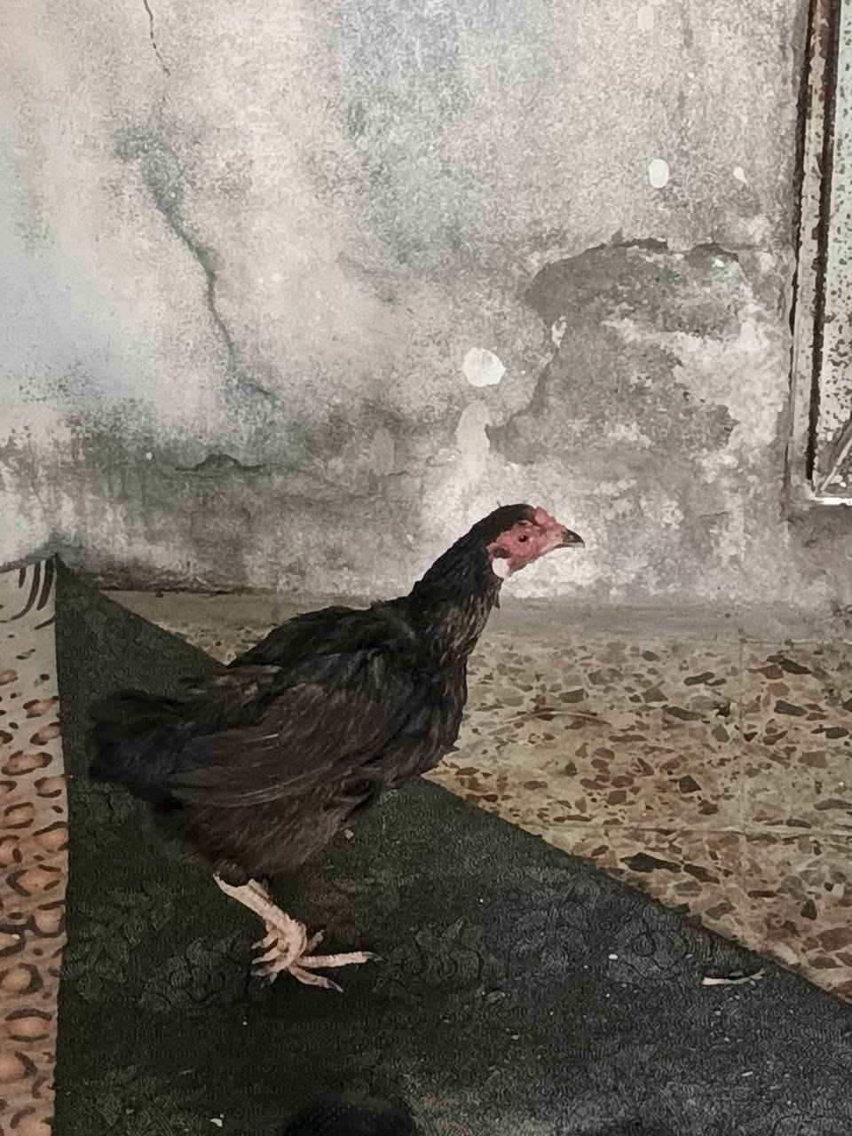 دجاجة للبيع بصرة كرمت علي


**إذا كنت صاحب هذا الإعلان وتريد حذفه لأي سبب، رجاءا أرسل رسالة إلى الدعم الفني**