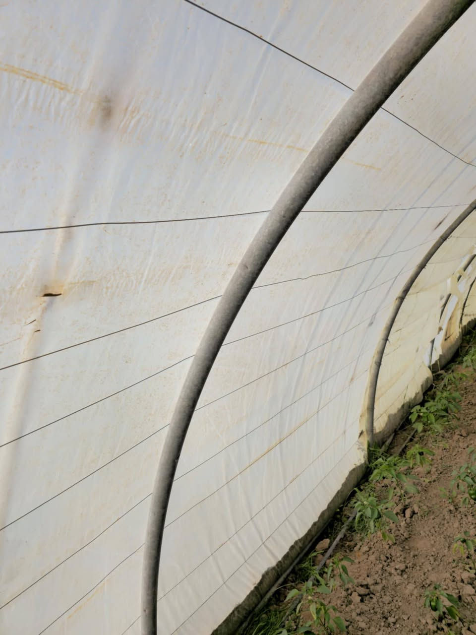 السلام عليكم بيت زجاجي 17حنيه اردني الثقيل مع نايلون يوناني الاصلي مع سيم تركي مع صونده تقطير ام 3. ٢٥متر السعر ١٩٠٠ وبيه مجال ***********
