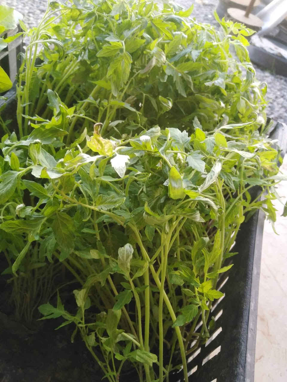 #وصول_شتل_درجة_اولى_جميع_الانواع
#جملة_مفرد_بأنسب_الأسعار
(باذنجان _ فلفل حار _ فلفل بارد _ فلفل خشن _ طماطة) 
للاستفسار الاتصال على الرقم ***********
#العنوان_الموصل_القيارة_سوق_الجدعة_الشارع_العام
