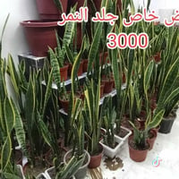 نباتات • نباتات داخلية • جلد النمر • دفن باخيا • اشجار • شجر • نباتات ...