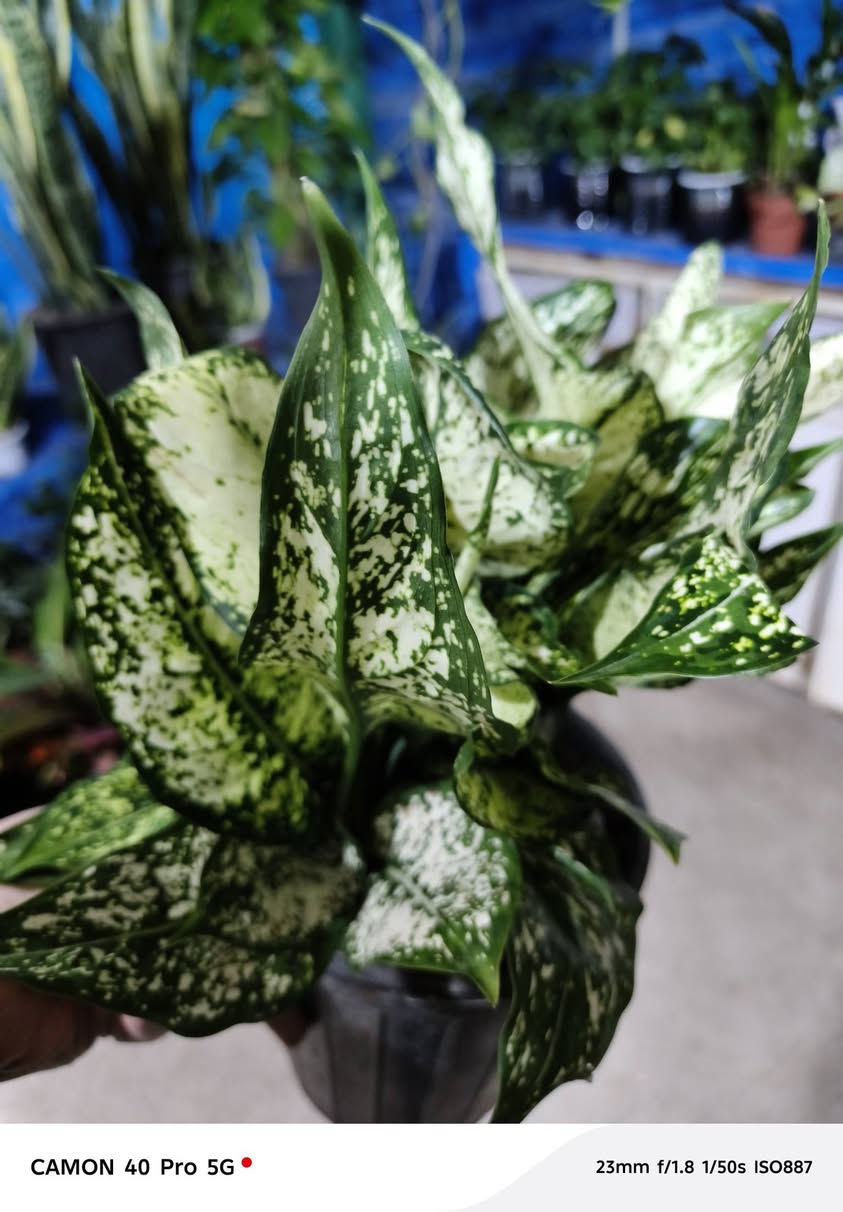 وجبة جديدة من الظليات
#وصول_نباتات_داخلية_متنوعة 🪴

  زورونآإ تـ♥̨̥̬̩جـ♥̨̥̬̩دون مـ♥̨̥̬̩آإيسرگ♥̨̥̬̩مـ♥̨̥̬̩

#مشہتہلہ_الہناعہوريہ_لہنباتہاتہ_الہزيہنة👩🏻‍🌾
🏠﮼العنوان :-
#صلاح_الدين/#قضاء_الدور/#قرب_البانزينخانه

#للحجزوالتوصيل 🚘
يرجى الاتصال برقم الاستاذ سعيد☎️
‭+٩٦٤ ٧٧٠ ٢٠٥ ٥٩٦٤‬


**إذا كنت صاحب هذا الإعلان وتريد حذفه لأي سبب، رجاءا أرسل رسالة إلى الدعم الفني**