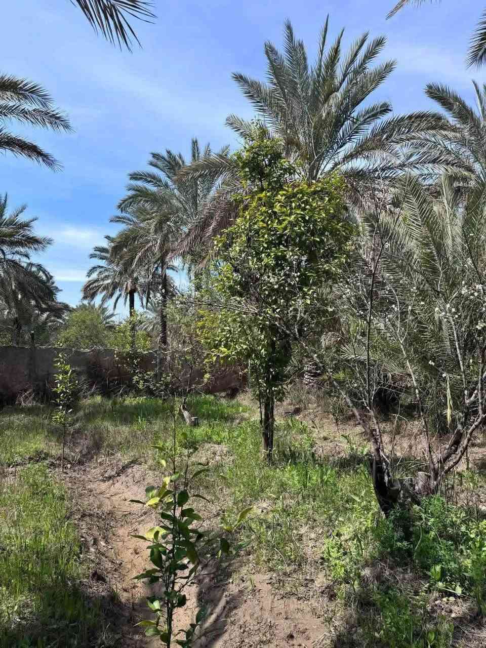 على بركـة الله ☑️
يعـلن مكتٌب عقارات الأميـر 🗄️🎖️

 : 📍عـن توفر دوانـم على شط العرب حصراً  🌾.

📍:  عـن توفر دوانـم وأنصاف دوانم وأرباع سكنية 🏘️🏚️.

📍بالاضافة الى وجود دور سكنية بمختلف المساحات 🆎
 ( الفيروزية ، زين العابدين ، اليوبة ، باب الهوى ، الحوطه )

🆎 المكتب مجاز قانونـياً 📈⛳️

عنوان المكتـب : 
📍الجزيـرة الشارع العام مقابل شارع باب الهوى
 
للأستفسار : 
***********
***********
