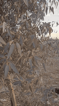 السلام عليكم .
اللهم صل على محمد وآل محمد. 
دونم طابو زراعي سند ٢٥ .
(تحويل اسهم ).
العنوان :كربلاءالمقدسة / قضاء الحسينية/منطقة الابراهيميه طريق مطشر.
للاستفسار اكثر الاتصال على الأرقام(***********و *********** )
للمزيد من العروض تابع الصفحة .#الجميع
