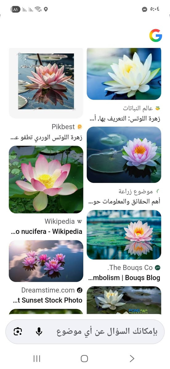 توفرت بذور ازهار اللوتس المائي العطري ..
@إشارة


**إذا كنت صاحب هذا الإعلان وتريد حذفه لأي سبب، رجاءا أرسل رسالة إلى الدعم الفني**