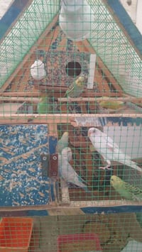 طيور حب • ٤ ازواج • قفص