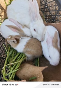 رانب للبيع 8فروخ واثنين اكبار وحدة تركيه والثانيه عراقيه 07857555169