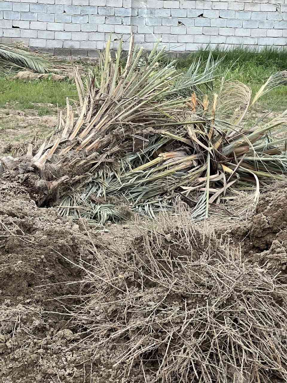 السلام عليكم عندي نخل كثر وحده
@إشارة
مثل ماموضح بالصوره يرهم شتال ويرهم جمال العنوان الطيفية كيلو 14ا لاتصال ***********  /***********
